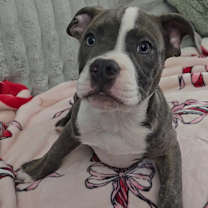 Thumbnail photo of Squishy #3