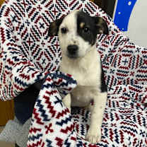 Thumbnail photo of Poinsetta #3