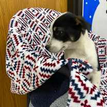 Thumbnail photo of Poinsetta #4