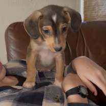 Thumbnail photo of COLLIN #2