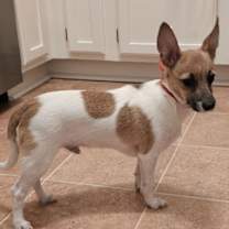 Thumbnail photo of BATMAN #3