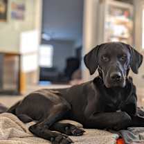 Thumbnail photo of Knox #4