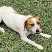 Thumbnail photo of Dixie #3