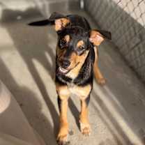 Thumbnail photo of Flambe #1