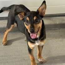 Thumbnail photo of Flambe #2