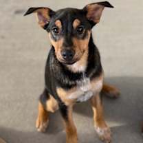 Thumbnail photo of Flambe #3