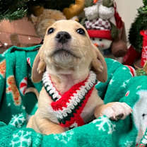 Thumbnail photo of Charley Chicken #3