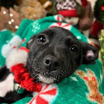 Thumbnail photo of Arbys #4