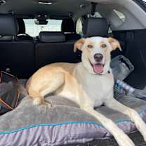 Thumbnail photo of Buanga #1