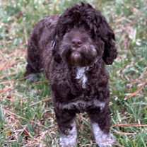 Thumbnail photo of Coco #2