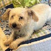 Thumbnail photo of Fox #1