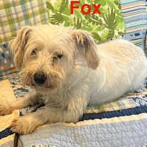 Thumbnail photo of Fox #2