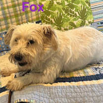 Thumbnail photo of Fox #3