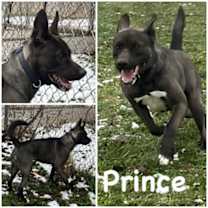 Thumbnail photo of Prince #1