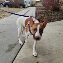 Thumbnail photo of Stuffed Crust - Foster-to-Adop #3