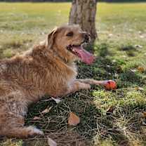 Thumbnail photo of Bailey #1