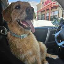 Thumbnail photo of Bailey #2