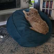 Thumbnail photo of Bailey #3