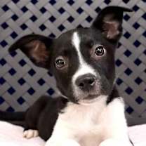 Thumbnail photo of Lee #1