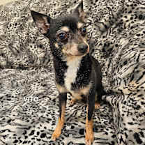 Thumbnail photo of Vito #2