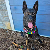 Thumbnail photo of Nix #4