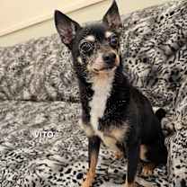 Thumbnail photo of Vito #3