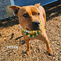 Thumbnail photo of Petra #3
