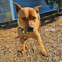 Thumbnail photo of Petra #4