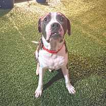 Thumbnail photo of Bluto #1