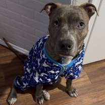 Thumbnail photo of Noodles #3