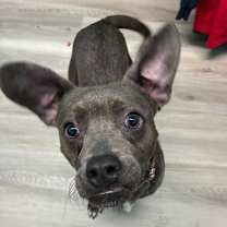 Thumbnail photo of Neyo #3