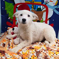 Thumbnail photo of Theodore #1