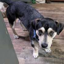 Thumbnail photo of Maxwell (Max) #3