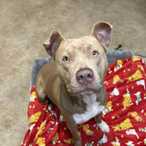 Thumbnail photo of Toby #1