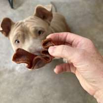 Thumbnail photo of Toby #4