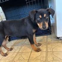 Thumbnail photo of Brittany 502 #3