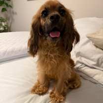 Thumbnail photo of Auggie #4