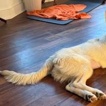 Thumbnail photo of Yogi #1