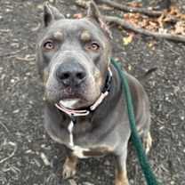 Thumbnail photo of Conan #1