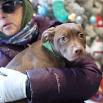 Thumbnail photo of Bo Peep #1