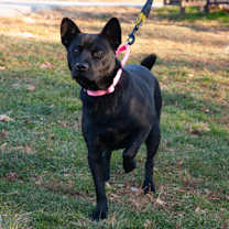 Thumbnail photo of Strawberry #1