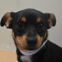 Thumbnail photo of Duey #2