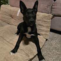 Thumbnail photo of Bella Luna #2