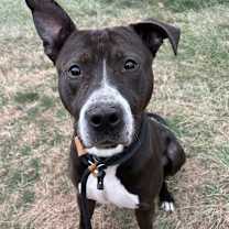 Thumbnail photo of Dorian #1