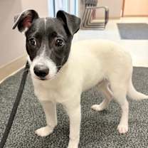 Thumbnail photo of Buddy the Elf #1