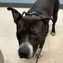 Thumbnail photo of Dorian #2