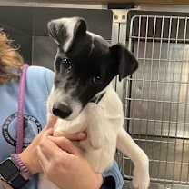 Thumbnail photo of Buddy the Elf #2