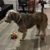 Thumbnail photo of Merle #3