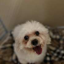 Thumbnail photo of Brandy #1