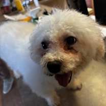 Thumbnail photo of Brandy #2